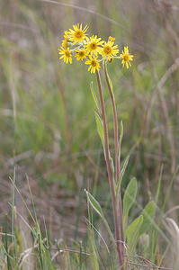 Tephroseris helenitis (Asteraceae)  - Séneçon spatulé Aisne [France] 09/05/2009 - 110m