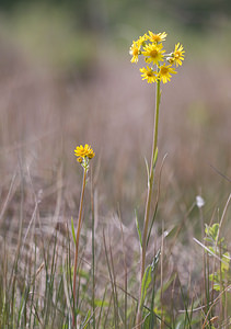 Tephroseris helenitis Séneçon spatulé