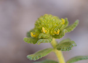 Teucrium aureum (Lamiaceae)  - Germandrée dorée Drome [France] 25/05/2009 - 710m