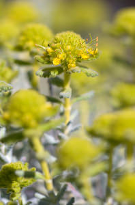 Teucrium aureum (Lamiaceae)  - Germandrée dorée Drome [France] 27/05/2009 - 710m