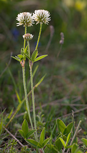 Trifolium montanum (Fabaceae)  - Trèfle des montagnes Drome [France] 24/05/2009 - 1120m