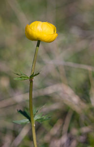 Trollius europaeus (Ranunculaceae)  - Trolle d'Europe, Boule-d'or - Globeflower Drome [France] 28/05/2009 - 1490m