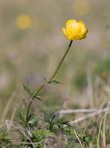 Trollius europaeus (Ranunculaceae)  - Trolle d'Europe, Boule-d'or - Globeflower Drome [France] 28/05/2009 - 1490m