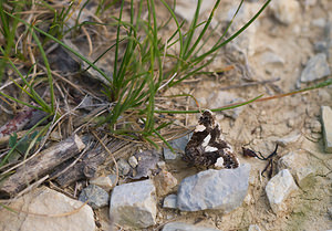 Tyta luctuosa (Noctuidae)  - Noctuelle en deuil - Four-spotted Vaucluse [France] 26/05/2009 - 510m