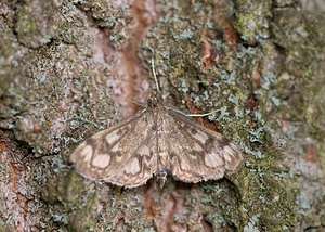 Anania coronata (Crambidae)  - Botys du sureau, Pyrale du sureau Norfolk [Royaume-Uni] 15/07/2009