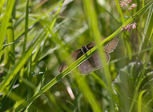 Aphantopus hyperantus (Nymphalidae)  - Tristan - Ringlet Cumbria [Royaume-Uni] 20/07/2009 - 270m