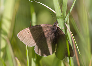 Aphantopus hyperantus (Nymphalidae)  - Tristan - Ringlet Cumbria [Royaume-Uni] 20/07/2009 - 270m