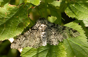 Biston betularia (Geometridae)  - Phalène du Bouleau, Biston du Bouleau - Peppered Moth Norfolk [Royaume-Uni] 14/07/2009Forme typique, claire.