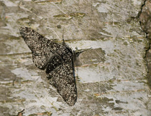 Biston betularia (Geometridae)  - Phalène du Bouleau, Biston du Bouleau - Peppered Moth Norfolk [Royaume-Uni] 14/07/2009forme m?lanique interm?diaire (f insularia)