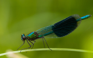 Calopteryx splendens (Calopterygidae)  - Caloptéryx éclatant - Banded Demoiselle Norfolk [Royaume-Uni] 15/07/2009