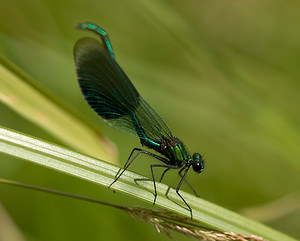 Calopteryx splendens (Calopterygidae)  - Caloptéryx éclatant - Banded Demoiselle Norfolk [Royaume-Uni] 15/07/2009