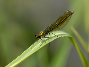 Calopteryx splendens (Calopterygidae)  - Caloptéryx éclatant - Banded Demoiselle Norfolk [Royaume-Uni] 15/07/2009