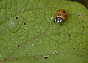 Coccinella septempunctata (Coccinellidae)  - Coccinelle à 7 points, Coccinelle, Bête à bon Dieu - Seven-spot Ladybird Norfolk [Royaume-Uni] 14/07/2009