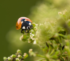 Coccinella septempunctata (Coccinellidae)  - Coccinelle à 7 points, Coccinelle, Bête à bon Dieu - Seven-spot Ladybird Norfolk [Royaume-Uni] 14/07/2009