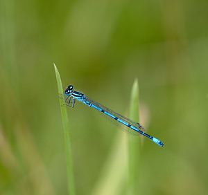 Coenagrion puella (Coenagrionidae)  - Agrion jouvencelle - Azure Damselfly Norfolk [Royaume-Uni] 16/07/2009 - 40m