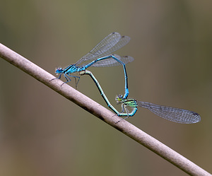 Coenagrion puella (Coenagrionidae)  - Agrion jouvencelle - Azure Damselfly Norfolk [Royaume-Uni] 16/07/2009 - 40m