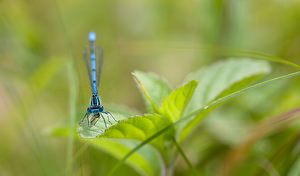 Coenagrion puella (Coenagrionidae)  - Agrion jouvencelle - Azure Damselfly Norfolk [Royaume-Uni] 16/07/2009 - 40m