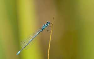 Coenagrion puella (Coenagrionidae)  - Agrion jouvencelle - Azure Damselfly Norfolk [Royaume-Uni] 16/07/2009 - 40m