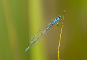 Coenagrion puella (Coenagrionidae)  - Agrion jouvencelle - Azure Damselfly Norfolk [Royaume-Uni] 16/07/2009 - 40m