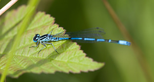 Coenagrion puella (Coenagrionidae)  - Agrion jouvencelle - Azure Damselfly North Yorkshire [Royaume-Uni] 18/07/2009 - 20m