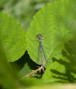 Coenagrion puella (Coenagrionidae)  - Agrion jouvencelle - Azure Damselfly Lancashire [Royaume-Uni] 23/07/2009 - 10m