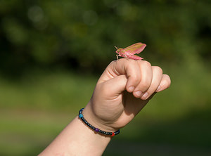 Deilephila elpenor (Sphingidae)  - Grand Sphinx de la Vigne - Elephant Hawk-moth Norfolk [Royaume-Uni] 14/07/2009