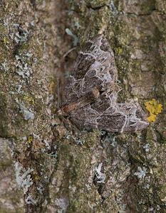 Ecliptopera silaceata (Geometridae)  - Cidarie ochracée - Small Phoenix Norfolk [Royaume-Uni] 15/07/2009