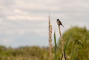 Emberiza schoeniclus (Emberizidae)  - Bruant des roseaux - Reed Bunting North Yorkshire [Royaume-Uni] 18/07/2009 - 20m