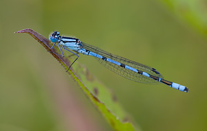 Enallagma cyathigerum (Coenagrionidae)  - Agrion porte-coupe - Common Blue Damselfly North Yorkshire [Royaume-Uni] 18/07/2009 - 20m