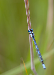 Enallagma cyathigerum (Coenagrionidae)  - Agrion porte-coupe - Common Blue Damselfly North Yorkshire [Royaume-Uni] 18/07/2009 - 20m