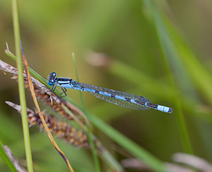 Enallagma cyathigerum (Coenagrionidae)  - Agrion porte-coupe - Common Blue Damselfly North Yorkshire [Royaume-Uni] 18/07/2009 - 20m