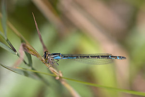 Enallagma cyathigerum (Coenagrionidae)  - Agrion porte-coupe - Common Blue Damselfly Lancashire [Royaume-Uni] 23/07/2009 - 10m