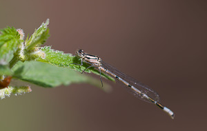 Enallagma cyathigerum (Coenagrionidae)  - Agrion porte-coupe - Common Blue Damselfly Lancashire [Royaume-Uni] 23/07/2009 - 10mm?le immature