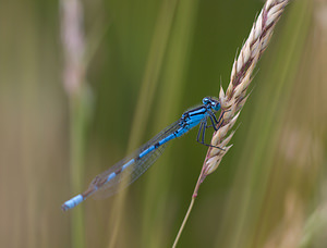 Enallagma cyathigerum (Coenagrionidae)  - Agrion porte-coupe - Common Blue Damselfly Liverpool City Region [Royaume-Uni] 23/07/2009 - 10m