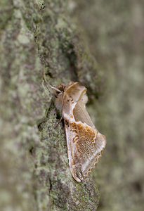 Habrosyne pyritoides (Drepanidae)  - Râtissée - Buff Arches Norfolk [Royaume-Uni] 15/07/2009