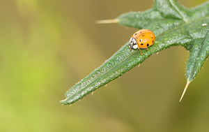 Harmonia axyridis (Coccinellidae)  - Coccinelle asiatique, Coccinelle arlequin - Harlequin ladybird, Asian ladybird, Asian ladybeetle Norfolk [Royaume-Uni] 14/07/2009forme succinea