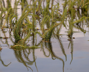 Hippuris vulgaris (Plantaginaceae)  - Pesse commune, Pesse, Pesse d'eau, Hippuris commun - Mare's-tail North Yorkshire [Royaume-Uni] 18/07/2009 - 20m