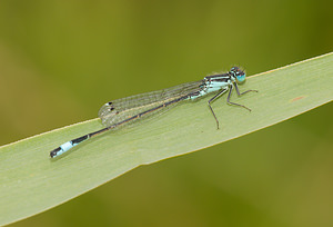 Ischnura elegans (Coenagrionidae)  - Agrion élégant - Blue-tailed Damselfly Norfolk [Royaume-Uni] 14/07/2009