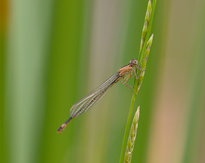 Ischnura elegans (Coenagrionidae)  - Agrion élégant - Blue-tailed Damselfly Norfolk [Royaume-Uni] 16/07/2009 - 40m