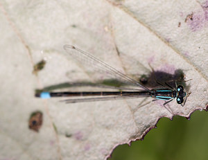 Ischnura elegans (Coenagrionidae)  - Agrion élégant - Blue-tailed Damselfly North Yorkshire [Royaume-Uni] 18/07/2009 - 20m