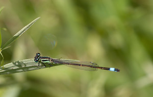 Ischnura elegans (Coenagrionidae)  - Agrion élégant - Blue-tailed Damselfly Lancashire [Royaume-Uni] 23/07/2009 - 10m