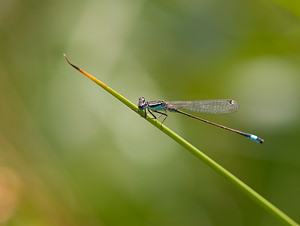 Ischnura elegans (Coenagrionidae)  - Agrion élégant - Blue-tailed Damselfly Lancashire [Royaume-Uni] 23/07/2009 - 10m