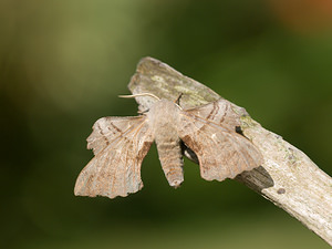 Laothoe populi (Sphingidae)  - Sphinx du Peuplier - Poplar Hawk-moth Norfolk [Royaume-Uni] 14/07/2009