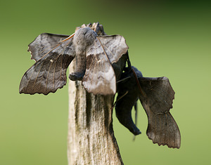 Laothoe populi (Sphingidae)  - Sphinx du Peuplier - Poplar Hawk-moth Norfolk [Royaume-Uni] 14/07/2009