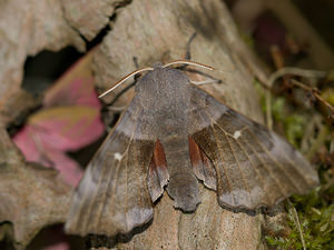 Laothoe populi (Sphingidae)  - Sphinx du Peuplier - Poplar Hawk-moth Norfolk [Royaume-Uni] 14/07/2009