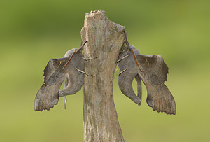 Laothoe populi Sphinx du Peuplier Poplar Hawk-moth