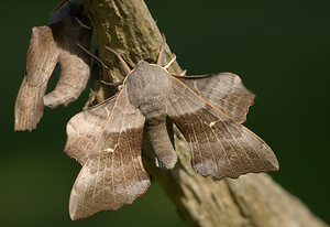 Laothoe populi (Sphingidae)  - Sphinx du Peuplier - Poplar Hawk-moth Norfolk [Royaume-Uni] 14/07/2009