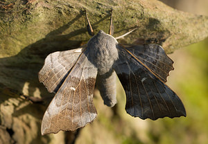 Laothoe populi (Sphingidae)  - Sphinx du Peuplier - Poplar Hawk-moth Norfolk [Royaume-Uni] 14/07/2009