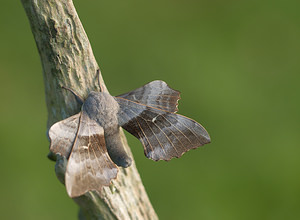 Laothoe populi (Sphingidae)  - Sphinx du Peuplier - Poplar Hawk-moth Norfolk [Royaume-Uni] 14/07/2009