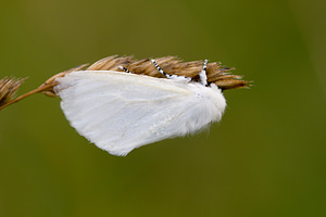 Leucoma salicis (Erebidae)  - Bombyx du Saule, Apparent - White Satin Norfolk [Royaume-Uni] 14/07/2009